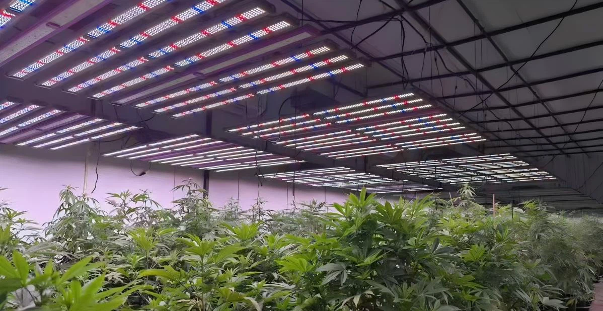 full spectrum grow lights.jpg