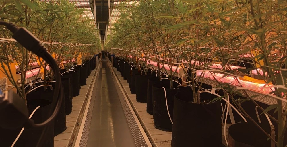 under canopy LED grow lights.jpg under canopy LED grow lights.jpg